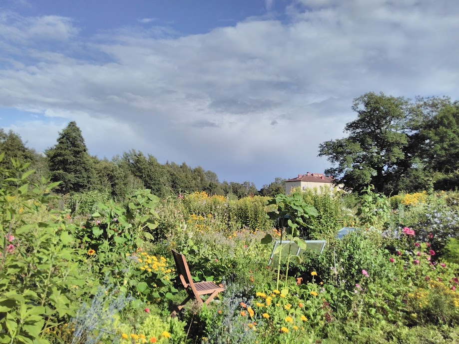 Summer landscape