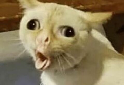 Closeup of a cat pronouncing the letter Y